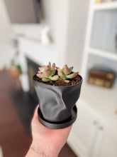 Load image into Gallery viewer, Locally Made 3D Printed Pot With Plant