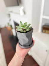 Load image into Gallery viewer, Locally Made 3D Printed Pot With Plant