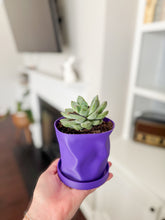 Load image into Gallery viewer, Locally Made 3D Printed Pot With Plant