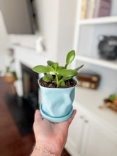 Load image into Gallery viewer, Locally Made 3D Printed Pot With Plant