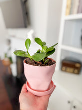 Load image into Gallery viewer, Locally Made 3D Printed Pot With Plant